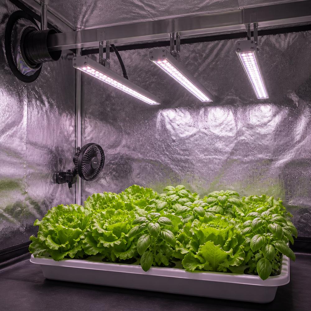 反光种植帐篷内,三支线性 LED 灯条安装在横杆上,下方白色育苗盘里种着生菜与罗勒等幼株