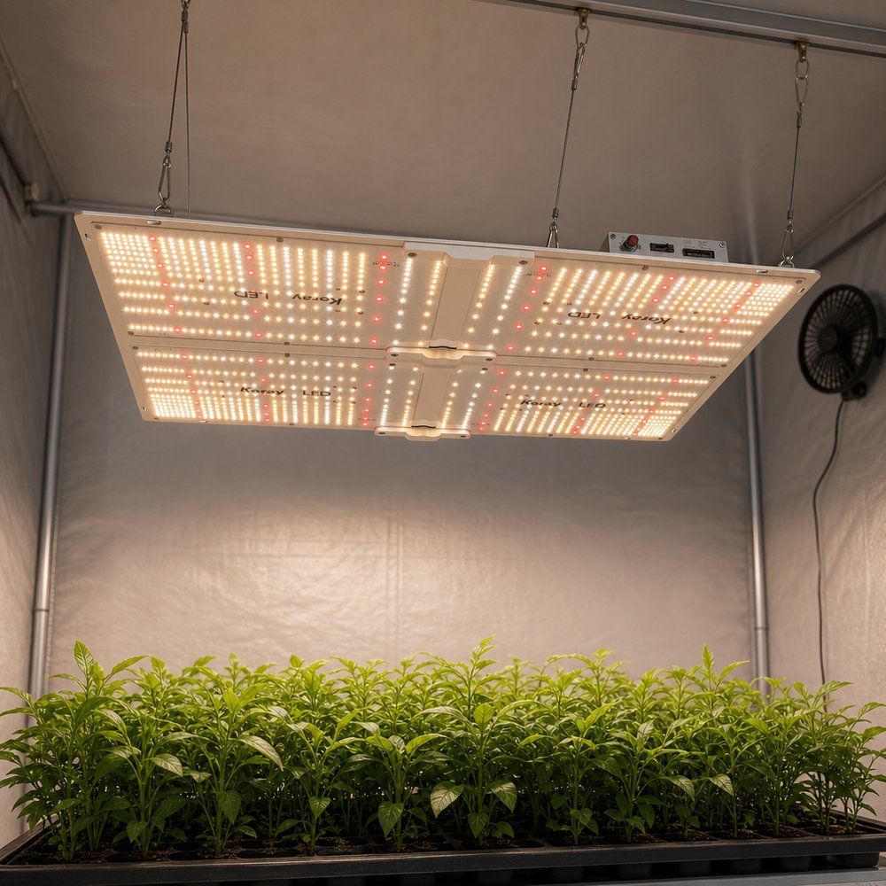 示意图：种植房内四板式 LED 植物生长灯板用钢丝吊装在幼株冠层上方，灯具与冠层之间留有明显间距