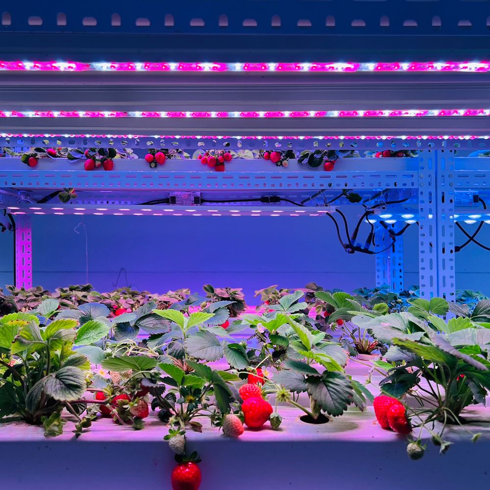 温室分层栽培架上方的 LED 植物灯条，草莓植株在紫红色与白色光下生长