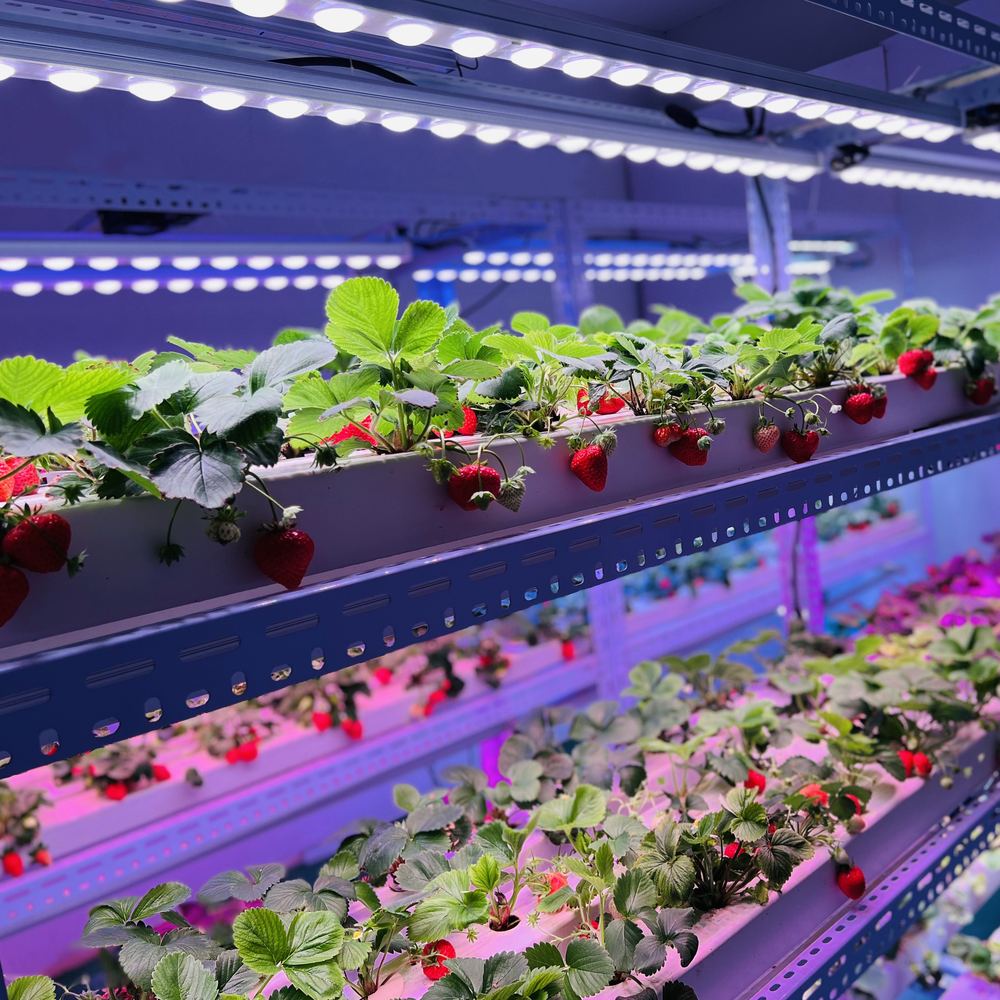 多层立体种植架上在 LED 植物灯条下生长的草莓实景