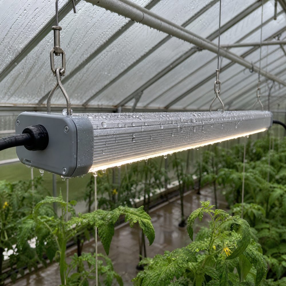 温室中吊装的密封线性 LED 植物灯，灯体顶面布满冷凝水珠，上方覆盖材料正在滴水